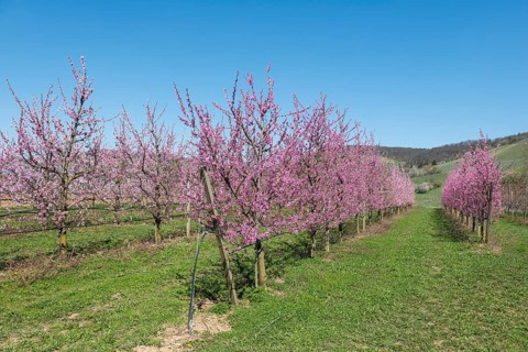 Flowering peach trees in the garden with green grass, Korb-Kleinheppach, Rems Valley,