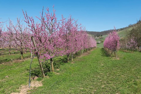 Flowering peach orchard with grass and hills, Korb-Kleinheppach, Rems Valley, Baden-Württemberg,
