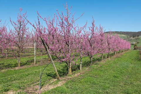 Peach trees in full bloom in a rural setting, Korb-Kleinheppach, Rems Valley, Baden-Württemberg,