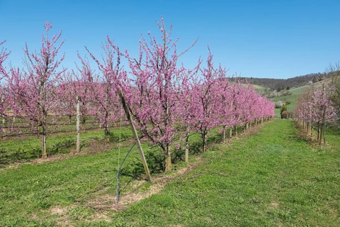 Blossoming peach trees in spring under a blue sky, Korb-Kleinheppach, Rems Valley,