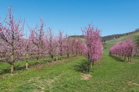 Rows of blossoming peach trees in a rural area, Korb-Kleinheppach, Rems Valley, Baden-Württemberg,