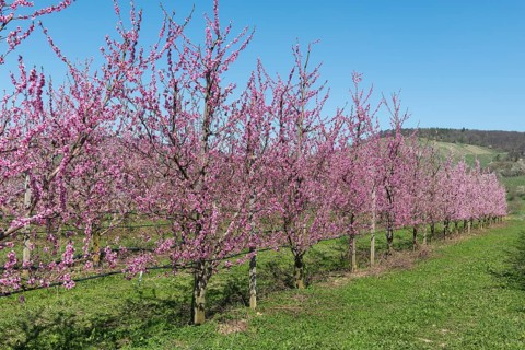 Peach trees in full bloom in a green landscape, Korb-Kleinheppach, Rems Valley, Baden-Württemberg,