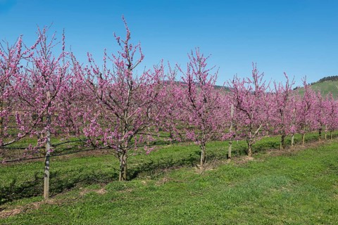 Row of blossoming peach trees in an orchard, Korb-Kleinheppach, Rems Valley, Baden-Württemberg,