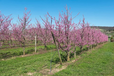 Blossoming peach orchard with clear blue sky, Korb-Kleinheppach, Rems Valley, Baden-Württemberg,