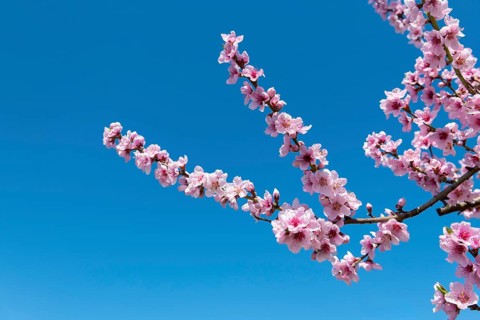 Branch with pink peach blossoms in front of a clear blue sky, Baden-Württemberg, Germany