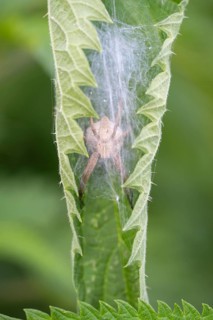 Nahaufnahme, Makroaufnahme von einer Listspinne (Pisaura mirabilis), auch bekannt als Raubspinne