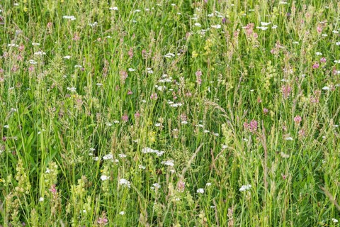 Futterwiese, Fettwiese mit verschiedenen Gräsern und Blüten, Formatfüllend, Landkreis Konstanz,
