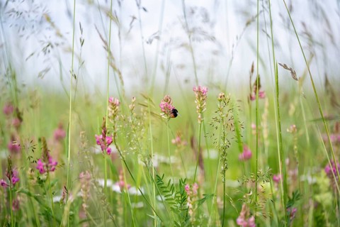 Futterwiese, Fettwiese mit verschiedenen Gräsern und Blüten, Esparsette (Onobrychis viciifolia) und