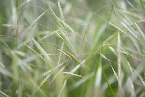 Nahaufnahme, Makroaufnahme, von Bromus sterilis, auch bekannt als Taube Trespe, Barren-Trespe oder