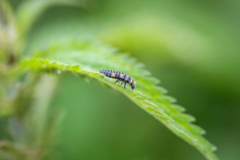 Nahaufnahme, Makroaufnahme von einer Larve eines Siebenpunkt-Marienkäfers (Coccinella