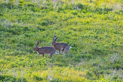 European hare (Lepus europaeus) Mating season Germany