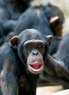 Animal portrait, Western chimpanzee (Pan troglodytes verus), captive, adult, distribution central