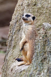Meerkat (Suricata suricatta), adult, guardian on a hill, vigilant, captive, occurrence southern