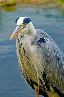 Grey heron (Ardea cinerea), also known as great grey heron, standing in a pond, animal portrait,
