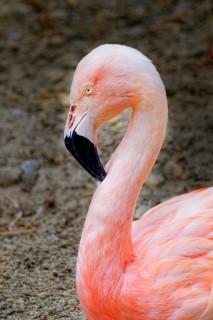 Chilean flamingo (Phoenicopterus chilensis), adult, captive, animal portrait, occurs in lagoons and
