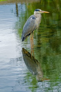 Grey heron (Ardea cinerea), also known as great grey heron, standing in a pond, occurring in