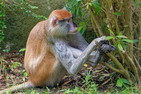 Hussar monkey (Erythrocebus patas), adult, captive, occurrence bush and grass savannahs, partly