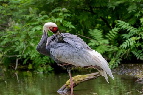 White-naped Crane (Grus vipio), adult, captive, preening its feathers, occurs in marshes and