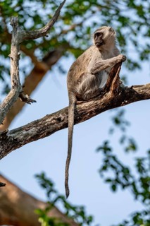 Southern vervet monkey (Chlorocebus pygerythrus) sitting on the branch of an acacia tree, Kruger