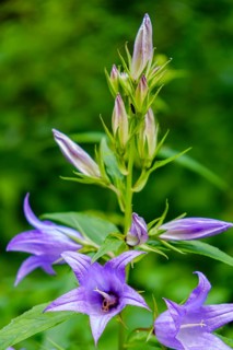 A specimen of Campanula latifolia, also known as broad-leaved campanula, in its natural environment