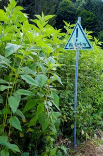 Wild field with a sign indicating that it is just such a field