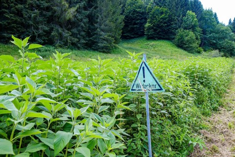 Wild field with a sign indicating that it is just such a field