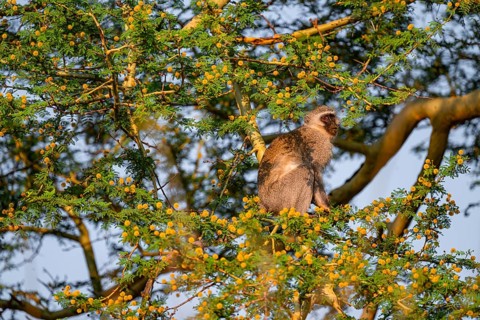 Southern vervet monkey (Chlorocebus pygerythrus) sitting in a flowering tree, eating yellow flowers