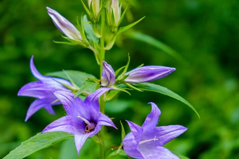 A specimen of the Campanula latifolia, also known as the broad-leaved campanula, in its natural