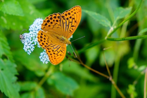 Specimen of an emperor mantle, Argynnis paphia, also known as the silvery line, a mother-of-pearl