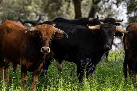 Fighting bulls grazing, Aracena Circular Trail - Monte San Miguel - Aracena