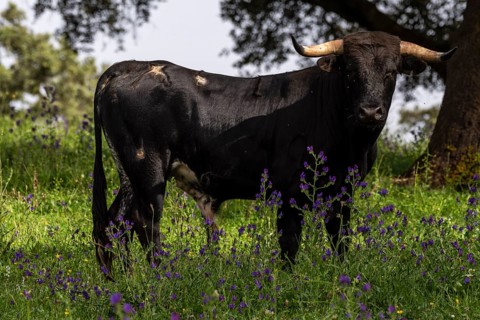 Fighting bulls grazing, Aracena Circular Trail - Monte San Miguel - Aracena
