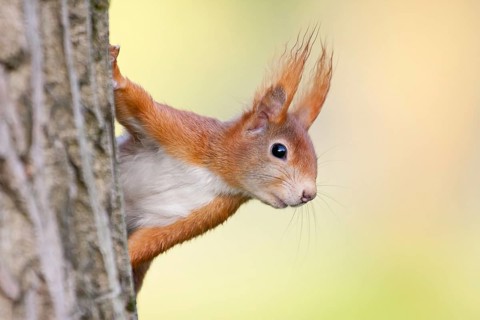 Eurasian Red Squirrel (Sciurus vulgaris), half-hidden behind a tree trunk, North Hesse, Hesse,