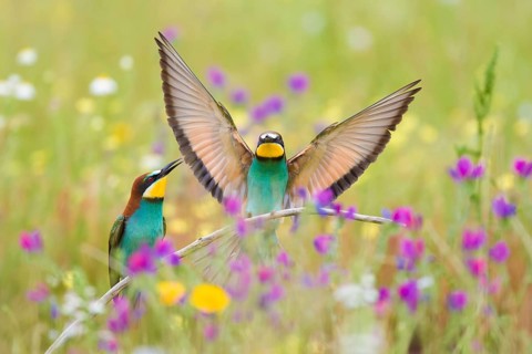 Bee-eaters (Merops apiaster), breeding pair in flower meadow, region of Extremadura, Spain