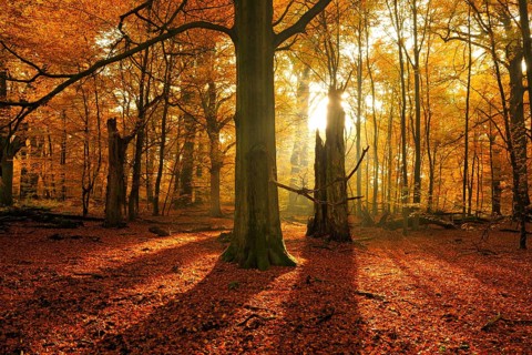 Sun shining through old beech (Fagus sp.) trees in former wood pasture, autumn, backlight,