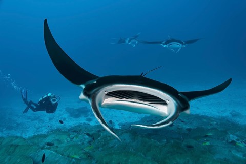 Diver observing reef manta ray (Manta alfredi), coral reef, Indian Ocean, Maldives