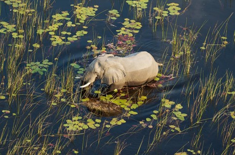 African Elephant (Loxodonta africana), bull in a freshwater marsh, aerial view, Okavango Delta,