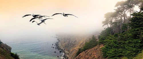 Group of brown pelicans (Pelecanus occidentalis) in flight on the Pacific Coast, Ragged Point,