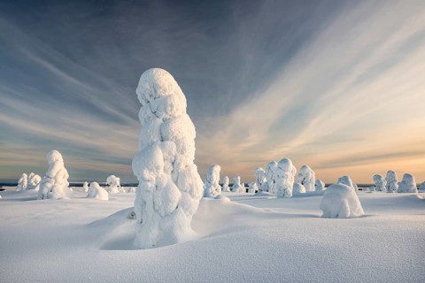 Trees covered in snow, winter landscape, Riisitunturi National Park, Posio, Lapland, Finland