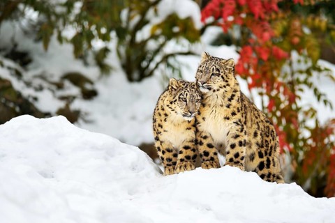 Two young snow leopards (Panthera uncia) sitting in the snow, captive, Canton of Zurich,