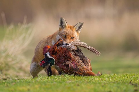 Red Fox (Vulpes vulpes) carrying a dead Pheasant  (Phasianus colchicus), Bedfordshire, United