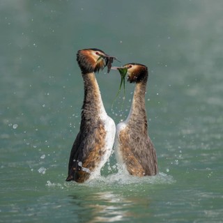 Great crested grebe (Podiceps cristatus), breeding pair, courtship display, presenting each other