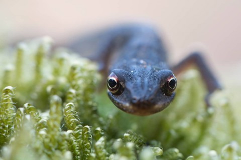 Smooth Newt (Lissotritron vulgaris), Emsland, Lower Saxony, Germany