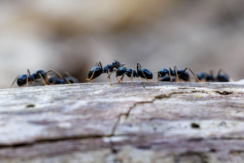 Black garden ants (Lasius niger), Germany