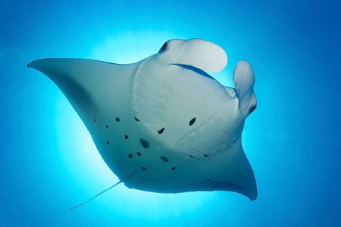 Reef manta ray (Manta alfredi) backlit by sun, Indian Ocean, Maldives