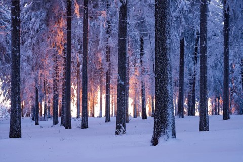 Snowy Norway spruce (Picea abies) forest at sunset, Thuringian Forest, Thuringia, Germany