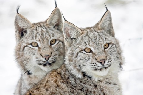 Two young lynxes (Lynx lynx), portrait, captive, Germany