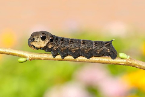 Elephant Hawk-moth (Deilephila elpenor), caterpillar sitting on a branch, North Rhine-Westphalia,
