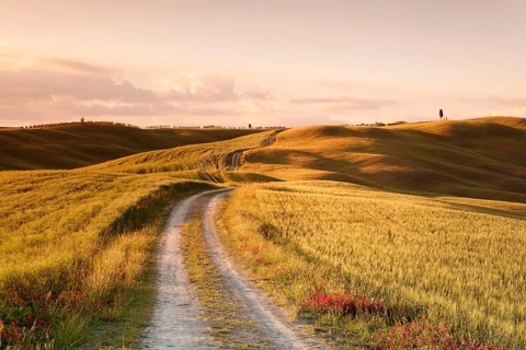 Lane through Tuscan countryside at San Quirico, cypresses, Val d'Orcia, Tuscany, Province of Siena,