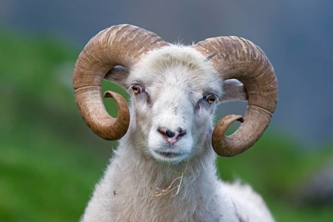 Ram, Mykines, Faroe Islands, Denmark