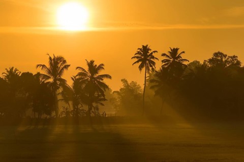 Early morning with the rising sun, palm trees, backwaters, Kerala, Malabar Coast, South India,